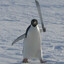 Penguin's avatar