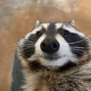 Panda Rat