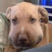 九条樱子小朋友