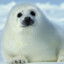 A Baby Harp Seal