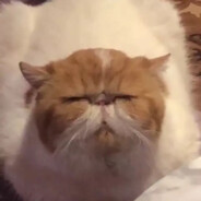 你的小祖宗哟779