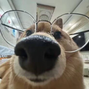 眼睛狗不会压枪