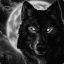 Black Wolf