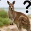 How big is kangaroos