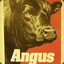 Angus