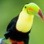 Toucan