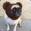 bearpug