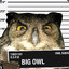 Big Owl