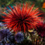 lazy sea urchin