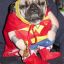 Super_Dog