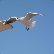 Big Avatar