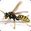 A.Wasp