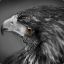 #-Hawk Attitude-#