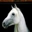 stray_horse