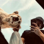 v50看沸羊羊跳舞