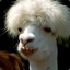 GOAT GOAT