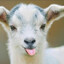 ewe