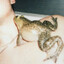 Wesker&#039;s plaything