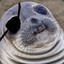 Pirate seal