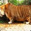 bloated_tiger