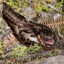 diabolical nightjar