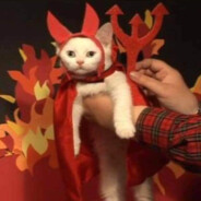 Coconaut Nervos Intergalactic