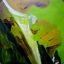 josias.vp