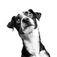 s1nglefov - steam id 76561199882916958