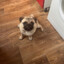 MopS00