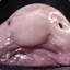 Blobfish