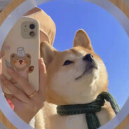 只滋不蹦是傻狗