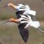 Avocet