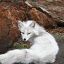 ADHDKitsune