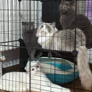 哥斯达黎加的企鹅