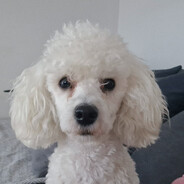 bea