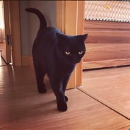 膀胱下的野山菊