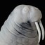 EtTuWalrus