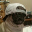 BIGBIGDOG