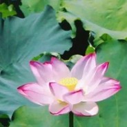 小帮手帮他不帮我