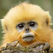 Yellow Monkey