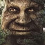 drzewo