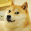 doge_lover