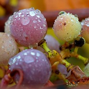 wet grapes
