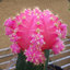 A Pink Cactus