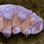 Tardigrade