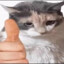 schleppi