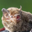 Now That's Batty