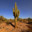Cactus Arms