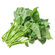 红色番薯顶端嫩叶