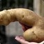 Dick Tater